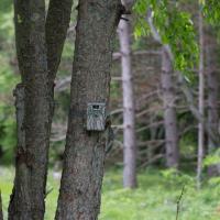 Game Camera - watching deer