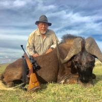 Black Wildebeest