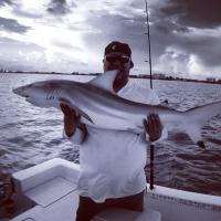 Shark
