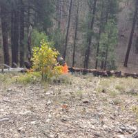 Morning Wait for deer