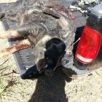 hog Hunt