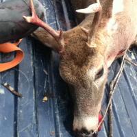 Deer Hunting