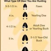 Deer Tracks Picture 011