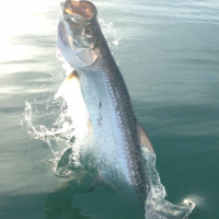 tarpon jump new