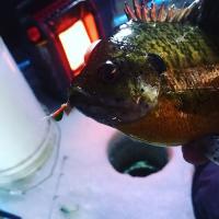 Mr. Heater Bluegill