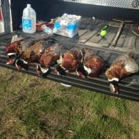 Successful Pheasant Hunt!