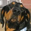 Profile picture for user coonhound13