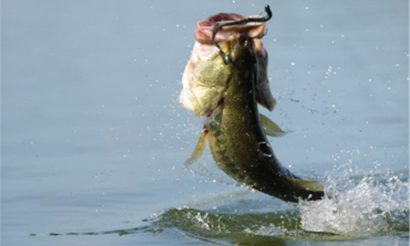 How to Fish this SECRET Zoom Trick Worm Rig to Catch BIG Bass