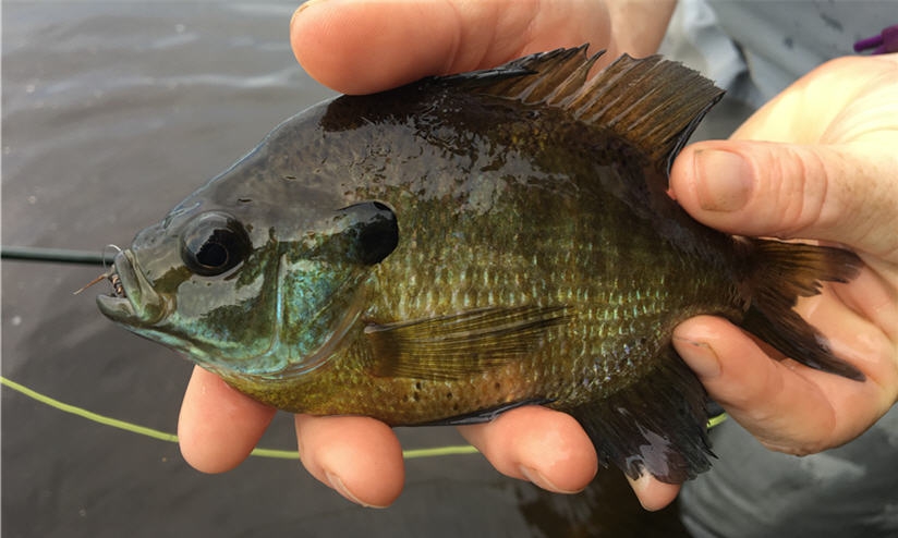 Go Big Or Go Home - Flies for Big Panfish! — Panfish On The Fly