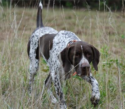 5 Training Tools for Your Hunting Dog