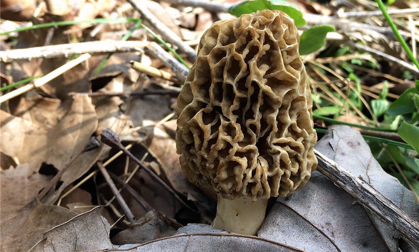 Can dogs eat morel clearance mushrooms