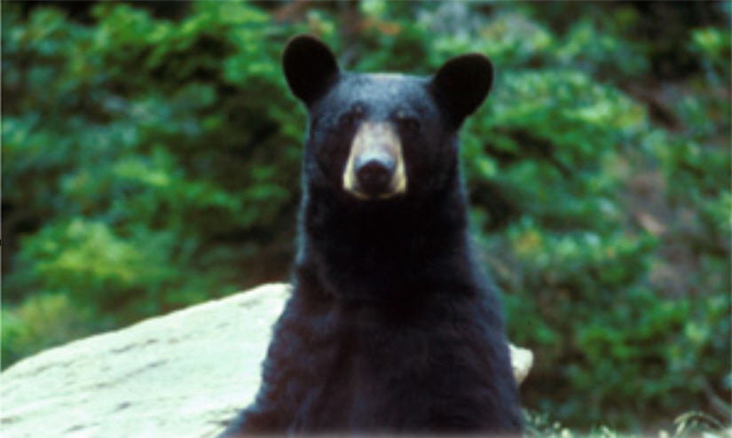 Bear Scents: What to Use and How to Use Them