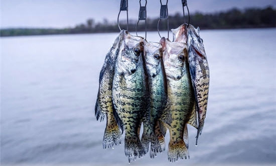 Fish Crappie Where They Are, Not Where You Want Them to Be
