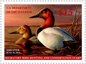 How Hunters Fund Conservation Through the Federal Duck Stamp