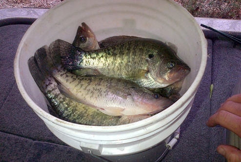 Go Fishing and Catch Big Crappie With Long-Line Trolling