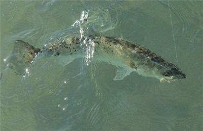 a texas red fish with the thumping shrimp #thumper #shrimp #texas 