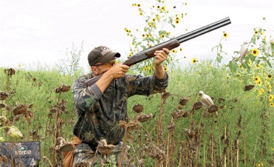 Dove Hunting Basics: Tips to Get You Started