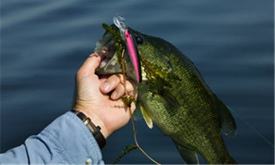 Spring Bass Fishing  Lures, Fishing Techniques, Locations & More