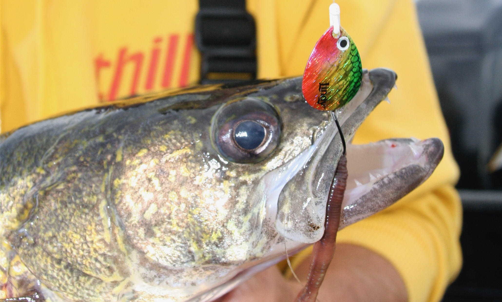 Rig Spinner Trout, Spinner Walleye Lure