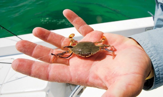 Cast an Artificial Crab for Saltwater Success