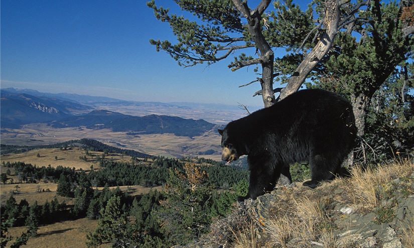 Bear: Copyright Denver Bryan/ Images On The Wildside 2016...
