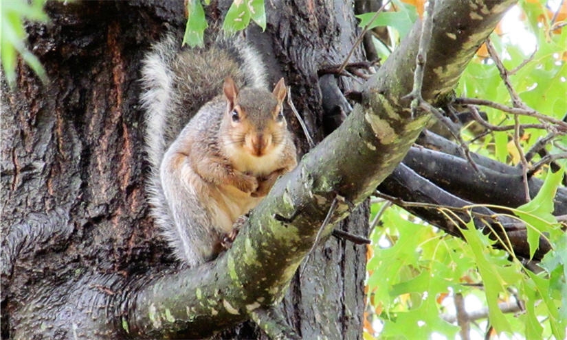 Camping in the woods essentials - WarmSquirrel