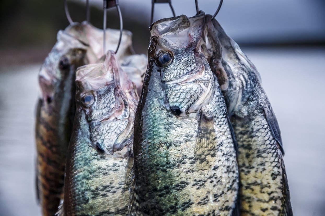 The Rookie's Guide to Spider Rigging Crappie & the Fastest Limit of Your  Life (infographic)