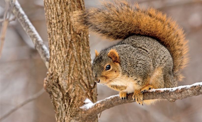 Camping in the woods essentials - WarmSquirrel