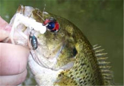 Goggle-Eye or Rock Bass Fishing Tactics