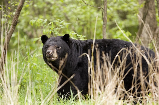 Bear Backstrap, what a Treat!