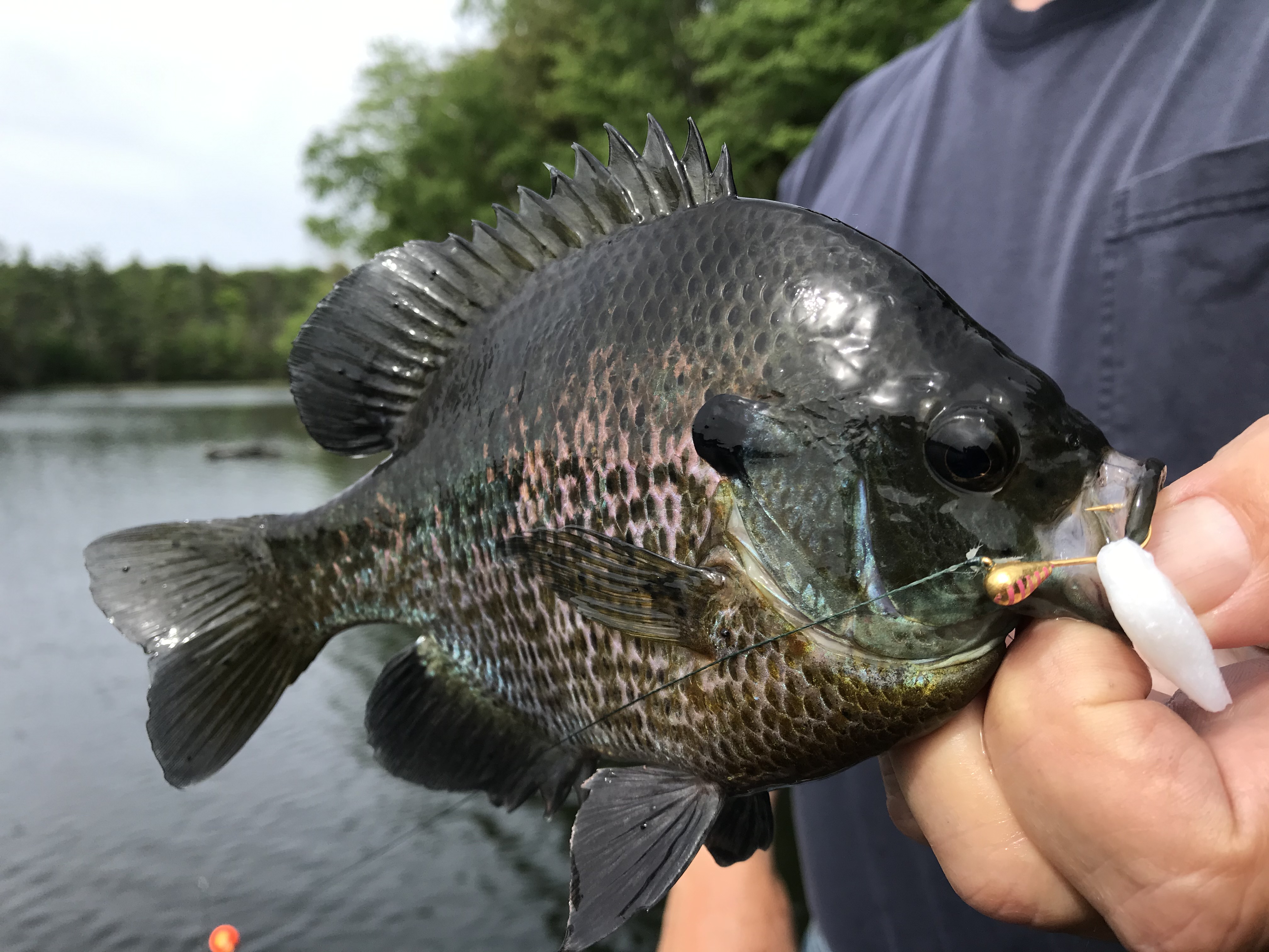 How to set up a fishing line for crappie/bluegill/sun fish