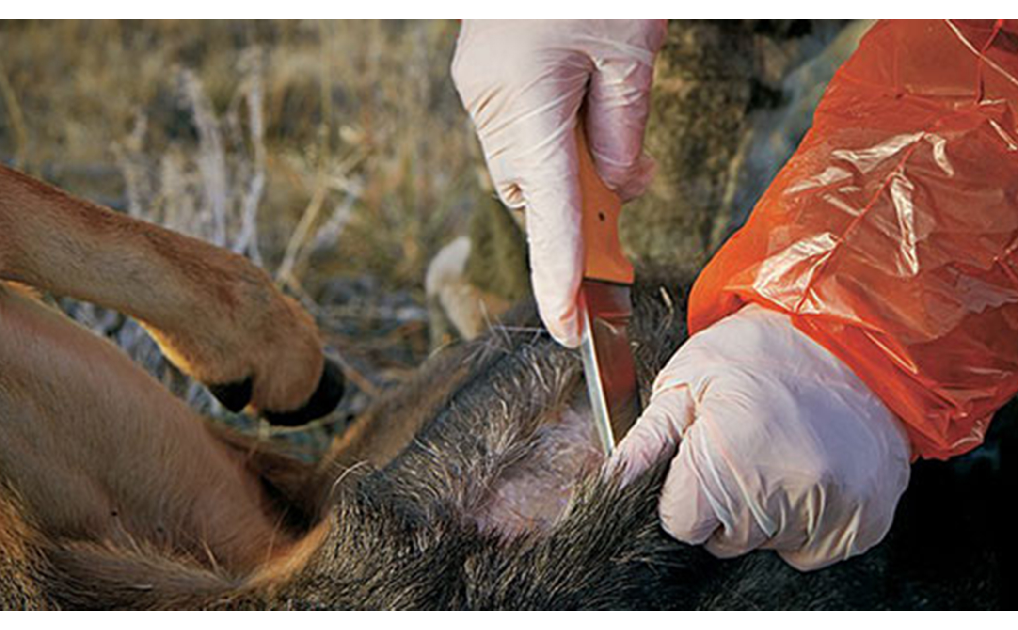 How To Field Dress A Deer | Bass Pro Shops