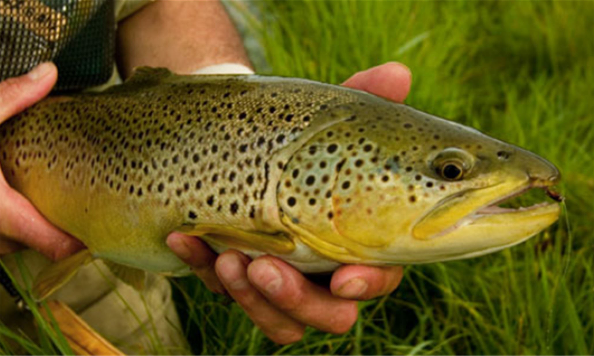 10 Steps to Cleaning Trout & Why You Should Do it Streamside