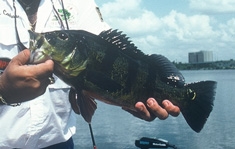 Florida's Neglected Peacock Bass Fishing