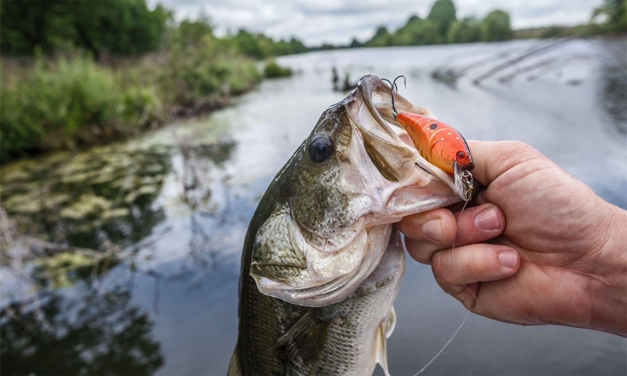 Dependable Early Spring Crankbaits for All Game Fish (video)