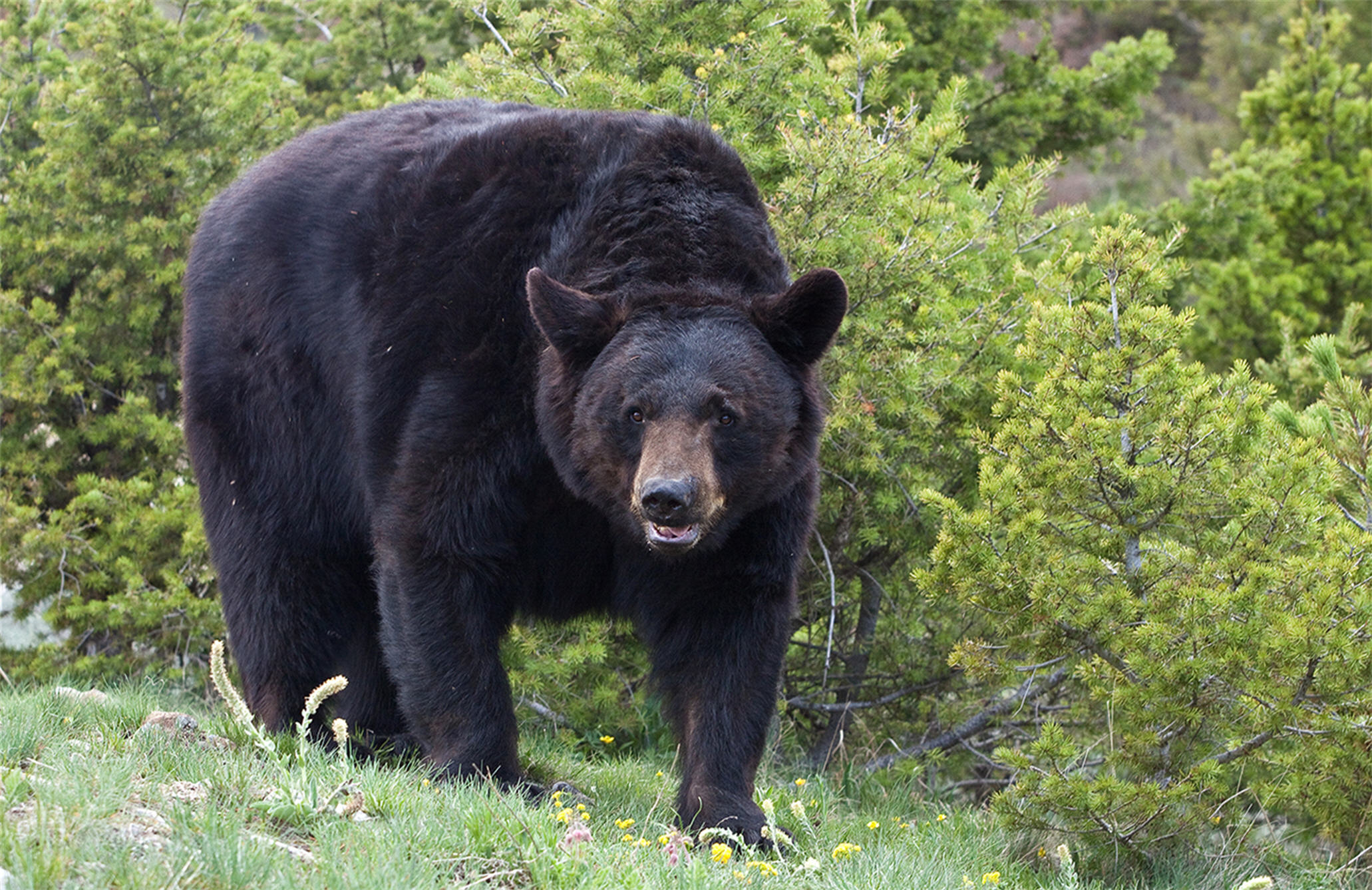 Black Bear Weaponry