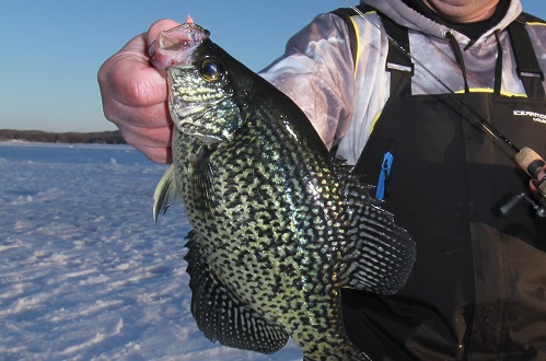 Main Streamed Crappie Through the Ice