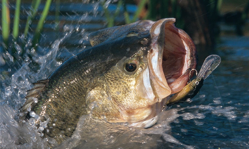 Zoom Baits Summertime Bass Lures Flukes Tubes and Brush Hogs