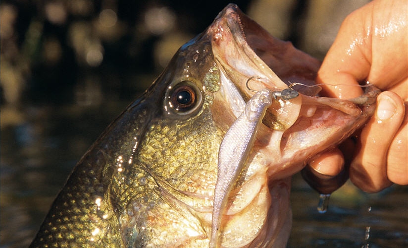 Catch Just About Any Fish With Shad Lures on Jigheads (video)