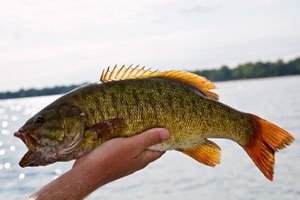 Why a Spinnerbait is My Confidence Bait for Smallmouth