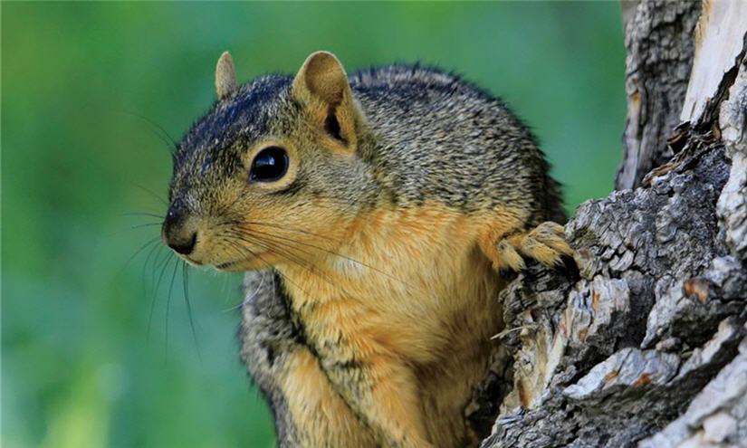 Camping in the woods essentials - WarmSquirrel