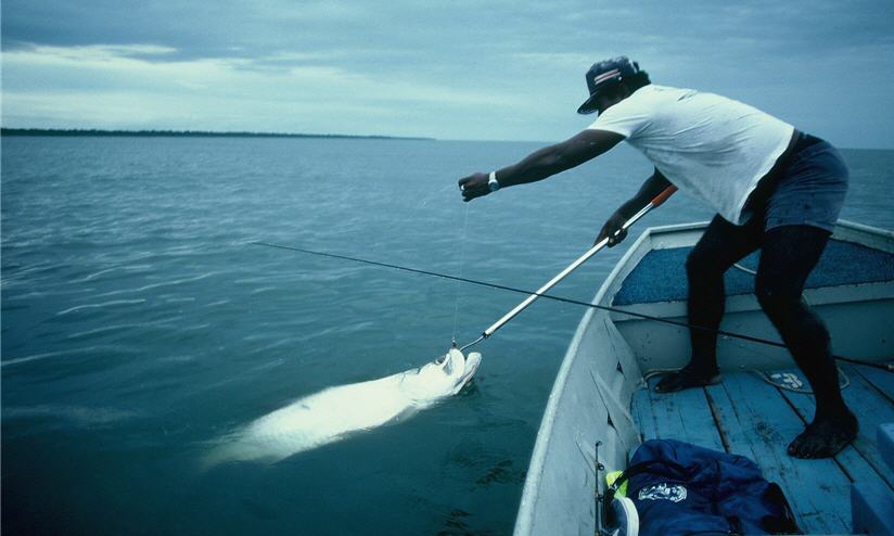 How to Catch a Tarpon on a Fly Rod