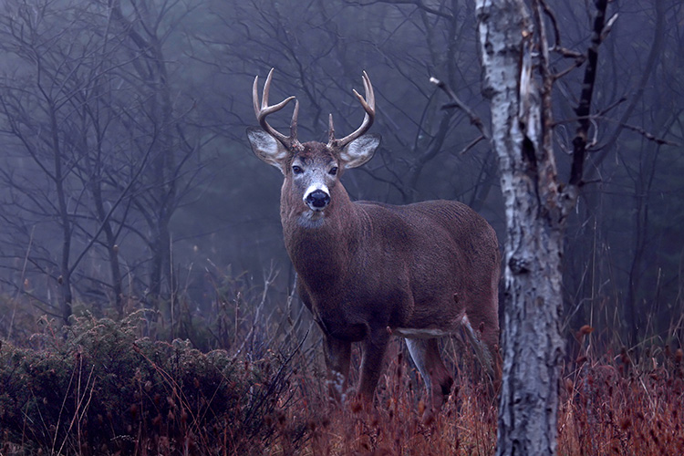 It's The Rut! Now What?