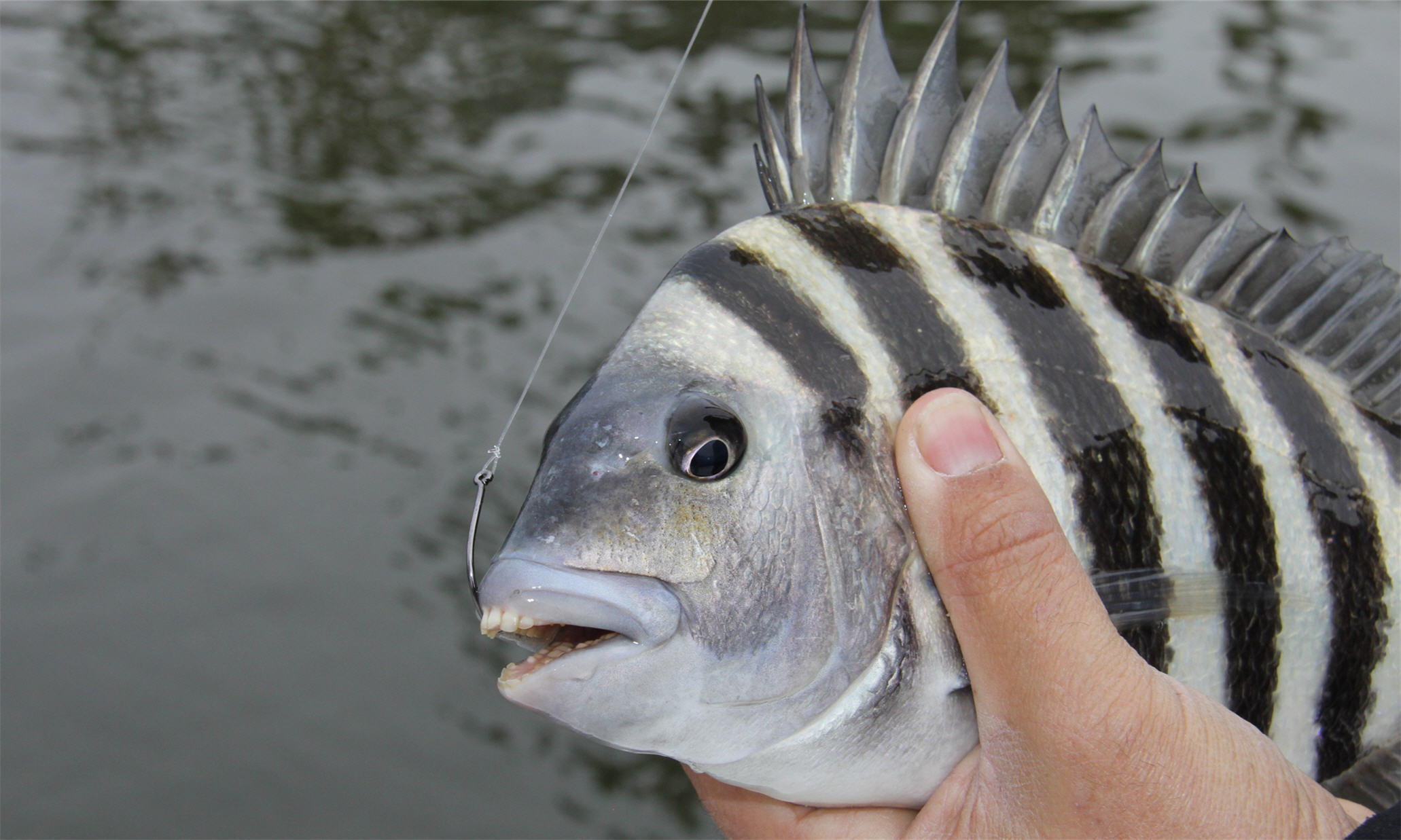 Sheepshead: How to Nab Those Notorious Nibblers
