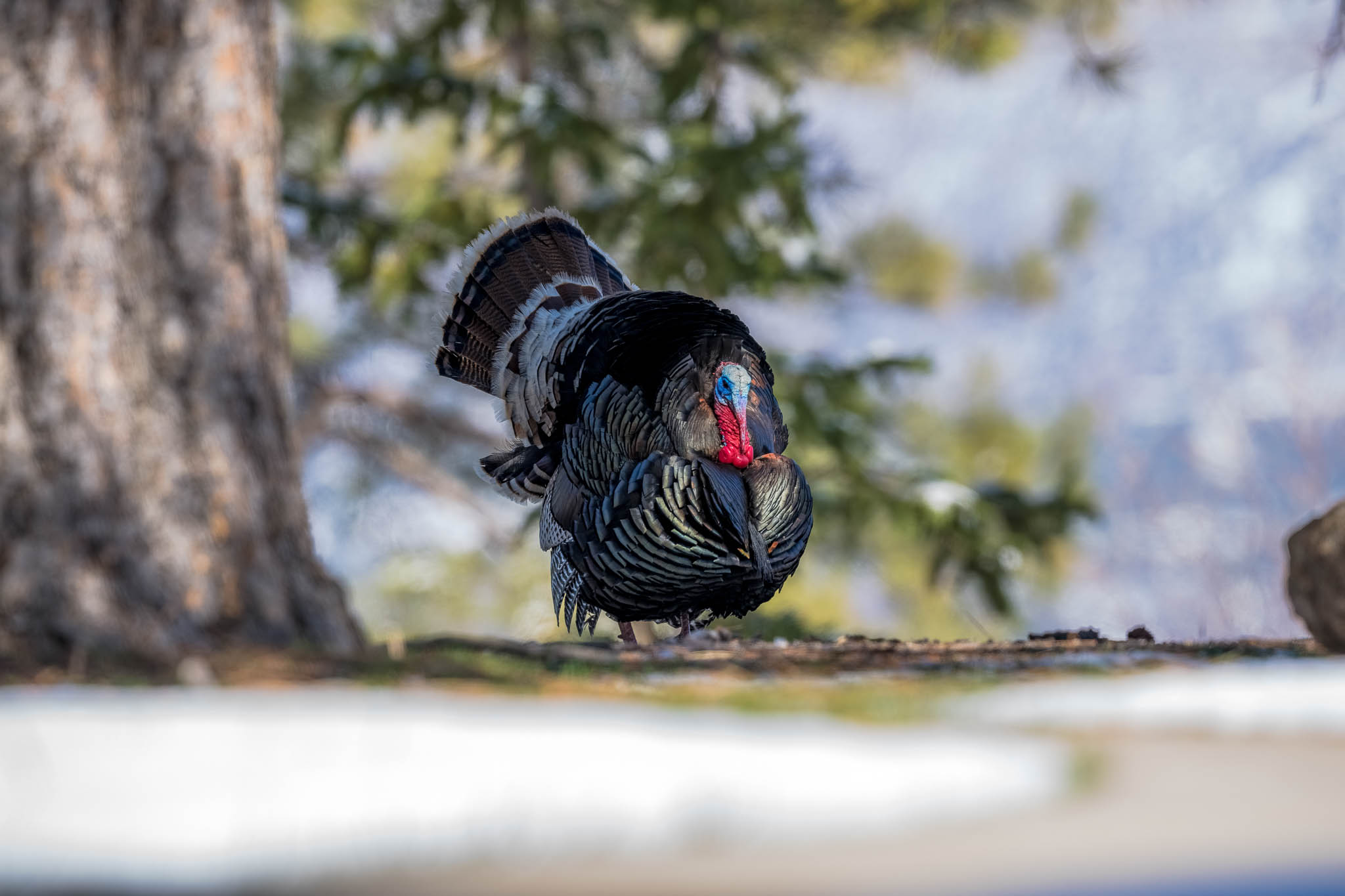 Bass Pro Shops Invests $500,000 in Critical Wild Turkey Research