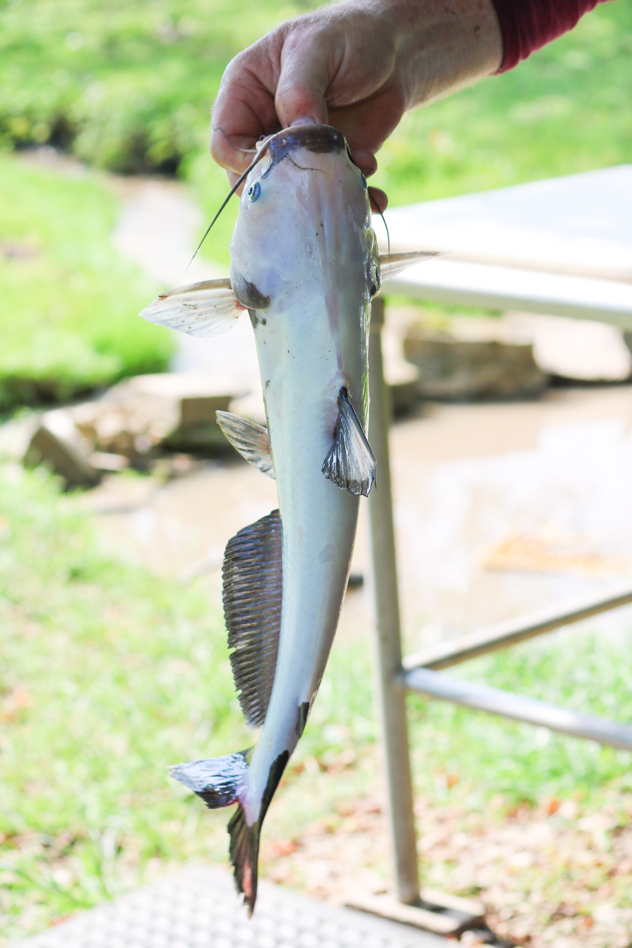 White Bass for Fun and Catfish Bait - Kayak Catfish