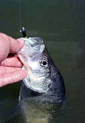 North Country Crappies: Spring Spawning Transition