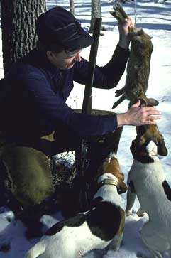 Rabbits & Beagles: Tips From an Expert Hunter