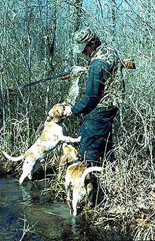 What do best sale beagles hunt