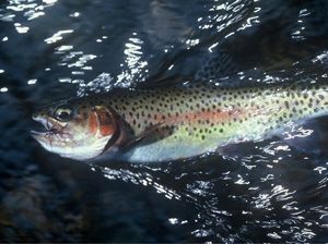 4 Rainbow Sowbug Tailwater Trout Flies. Barbless Scuds. Best Colorado Flies.  Western Trout Flies. Fly Fishing Flies. -  Canada